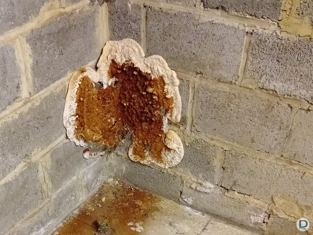 entreprise spécialiste élimination mérule traitement murs liege arlon huy charleroi