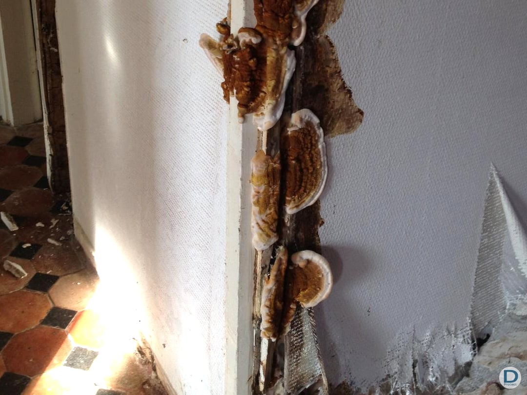 entreprise spécialiste élimination propagation mérule bâtiment liege arlon huy charleroi